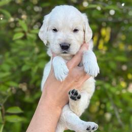 Green Collar Boy - Light golden male Golden Retriever puppy in Utah from Deseret Peak Goldens