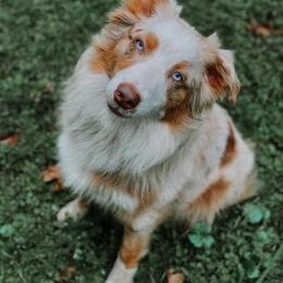 Karma - Aussiedoodle