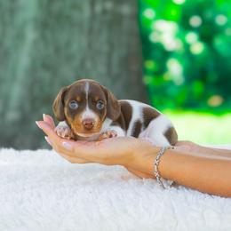 Kai - Piebald male Dachshund puppy in Fort Myers, Florida from Blossom Paws