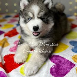 Charlie Brown - Gray and white male Pomsky puppy in Rossville, Georgia from Scenic City Pomskies