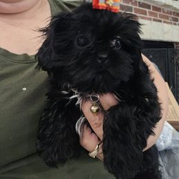 Black yellow collar - Black and white female Shih Tzu puppy in Needville, Texas from Precious Moments Shih Tzu