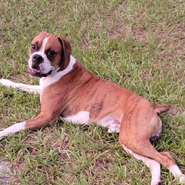 Kobi - Boxer