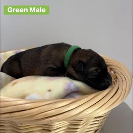 Green Sable Male - Sable male German Shepherd puppy in Louisville, Kentucky from Barrage K9