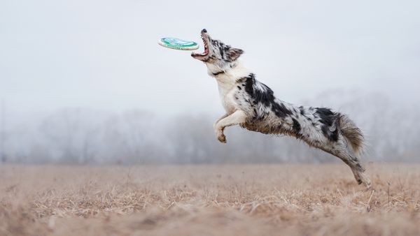 Find Sporty Mix puppies for sale