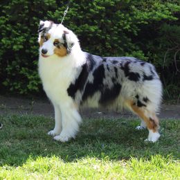 CAMILLA - Australian Shepherd