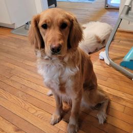 Teeter - Golden Retriever
