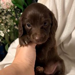 Mitten - Chocolate female Dachshund puppy in Kentucky from Wonderful Weiners