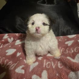 Casper - Chocolate female Havanese puppy in Columbus, Ohio from Havanese Puppies Columbus