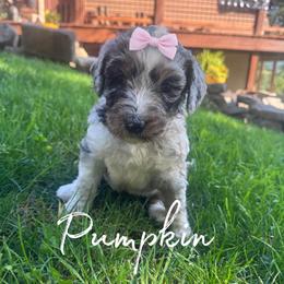 Pumpkin - Merle female Bernedoodle puppy in Julian, Pennsylvania from Happy Valley Doodles