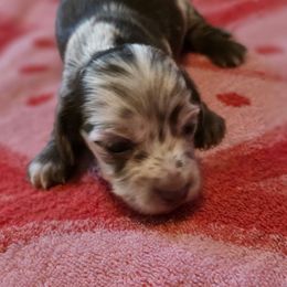 Choc cream dapple girl - Dapple female Dachshund puppy in Irving, Texas from DFW Dachshunds by G & S