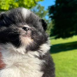Pomeranians from Gootee's Pomeranian