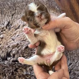 Granny - Chocolate and tan female Shih Tzu puppy in Tampa, Florida from Shih Tzus of Kingshyre