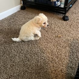Bichon Frise Puppies from Tammy's Bichon Frise