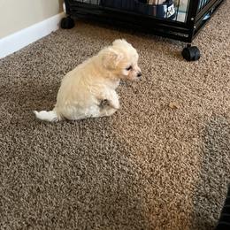 Bichon Frise Puppies from Tammy's Bichon Frise
