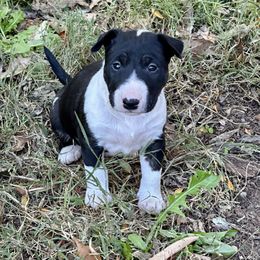 Panda - Black brindle and white female Bull Terrier puppy in Springfield, Ohio from Lynn Hill Bull Terriers