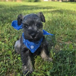 Puppy 4 - Salt and pepper male Miniature Schnauzer puppy in Harrisonville, Missouri from Kelly Reynolds's Miniature Schnauzers