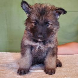 Boy 3 - male Shiloh Shepherd puppy in Caneadea, New York from Strauss Haus Shepherds