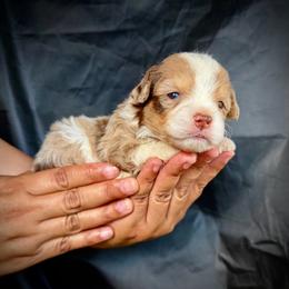 Jack Jack - Red tri-color male Aussiedoodle puppy in Los Angeles, California from LA’s Favorite Puppies