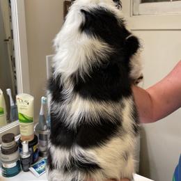 English Springer Spaniel Puppies from Indian Creek Springers