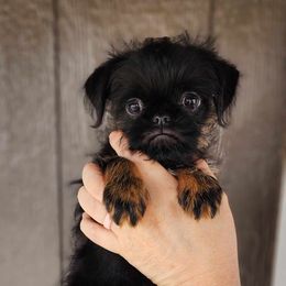 Brussels Griffon and Italian Greyhound Puppies from Adornare Kennels