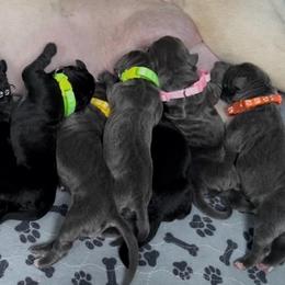 6th pick Female - Black brindle female Cane Corso puppy in Clewiston, Florida from Far From Average Kennels