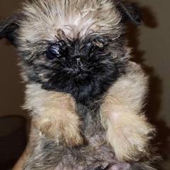 Bernese Mountain Dog and Brussels Griffon Puppies from Brooks Berner Bears