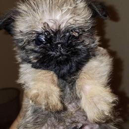 Bernese Mountain Dog and Brussels Griffon Puppies from Brooks Berner Bears