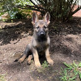 Purple - Sable female German Shepherd puppy in Orgas, West Virginia from Haus der Höllenhunde
