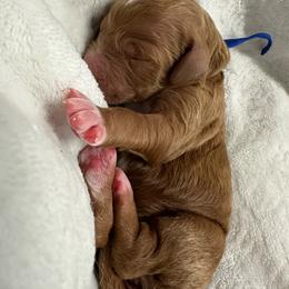 Selene-blue collar - Red  female Goldendoodle puppy in Chino Valley, Arizona from Whiskey Row Royals