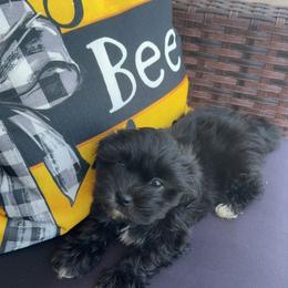 Bella - Black and white female Shihpoo puppy in Sumter, South Carolina from DWS KENNEL SERVICES