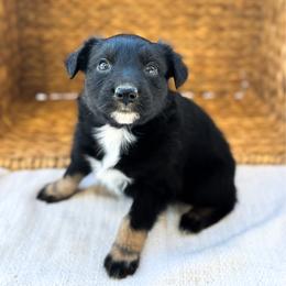 Unicorn - Black tri-color female Australian Shepherd puppy in Unionville, Iowa from Soap Creek Kennels