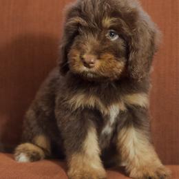 Fish Legs - Red phantom female Aussiedoodle puppy in Mountain Home, Arkansas from Amos and Oak Doodles