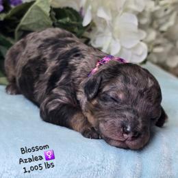 Azalea - Merle female Goldendoodle puppy in Rockledge, Florida from Stormie's Doodles