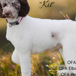 Kit - Goldendoodle