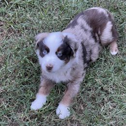 Miniature Australian Shepherd Puppies from Ice Blue Aussies