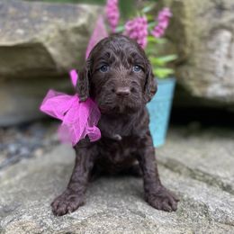 Kayla - Brown female Springerdoodle puppy in Lisbon, Ohio from Willow Lane Doodles