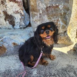 Lavender - Cavalier King Charles Spaniel