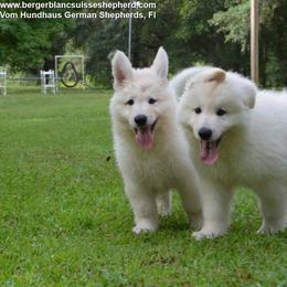 Berger Blanc Suisse and German Shepherd Puppies from Vom Hundhaus German Shepherds