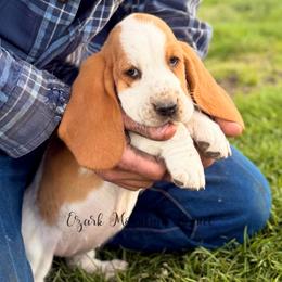 Pink girl - Red and white female Basset Hound puppy in Conway, Missouri from Ozark Mountain Kennel