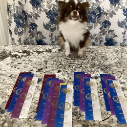 Meeko - Chihuahua