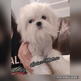 Little Tucker - White male Maltese puppy in Moreno Valley, California from Leslie's Maltese
