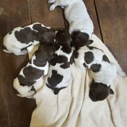 Girl 1 - German Shorthaired Pointer puppy in Henderson, Texas from C4 Gun Dogs