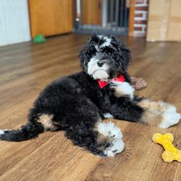 Miss Red - Tri-color female Bernedoodle puppy in Toledo, Ohio from Avery Doodle Day LLC