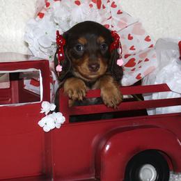 Fae - Chocolate and tan female Dachshund puppy in Corbin, Kentucky from White River Valley Kennel