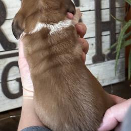 Basset Hound Puppies from Hill Top Basset Hounds & Great Pyrenees