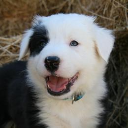 Border Collie Puppies from Team Reeves Ranch