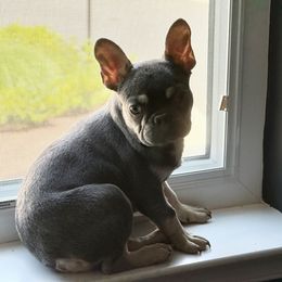 Sugar - Blue male French Bulldog puppy in Alexandria, Virginia from Boss Lady Kennel
