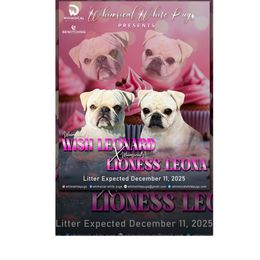 Pug puppies from Whimsical White Pugs - Quality Comes First