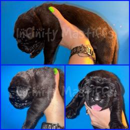 Titan (Blue Collar) - Brindle male Mastiff puppy in Ohio from Weiler’s Gentle Giants