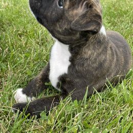 Staffordshire Bull Terrier Puppies from Neverland Staffords